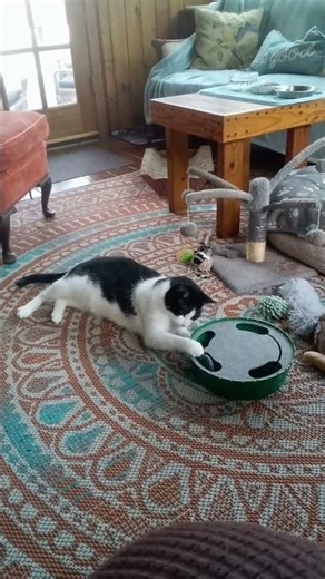Elmo the cat playing with his wack-a-mouse toy.