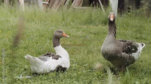 Pair of domesticated farmyard geese with one honking while the second rests on grass viewed past blurred vegetation