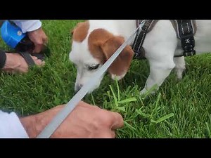 How to Identify Orchard grass