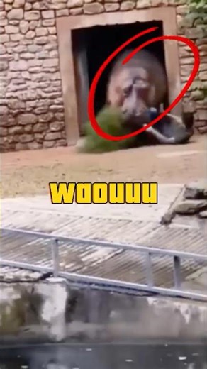 He Runs for His Life as a Hippo Charges 😱🦛