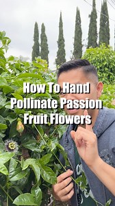 36K views · 752 reactions | The secret on how to have a large passion fruit harvest. I can’t wait! #passionfruit #harvesting #pollinators #gardening #gardenlife #howto #plants | Saeng Douangdara | Facebook