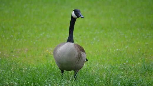 The Simple Kool-Aid Trick That Keeps Geese Far Away From Your Yard - House Digest