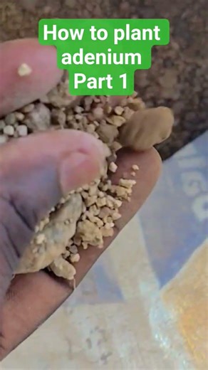 How to grow adenium plant and soil mix