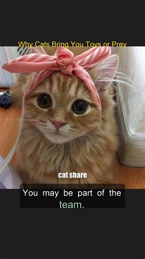 Why Cats Bring You Toys or Prey #Shorts
