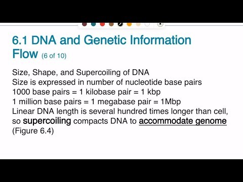 Bacteria Chromosomal DNA and Plasmid DNA
