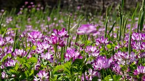 「蓮華草」の写真素材 | 1,616件の無料イラスト画像