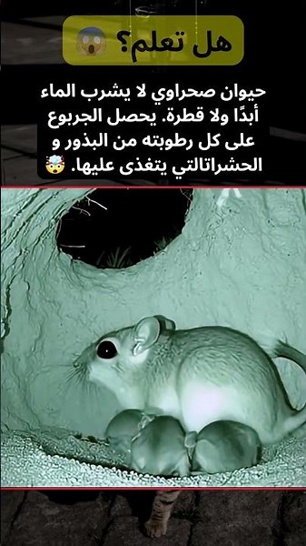 هل تعلم؟ 😱 هذا الحيوان الصحراوي يعيش دون أن يشرب الماء! 🐭