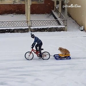 Let's ride buddy! | Try Not to Laugh