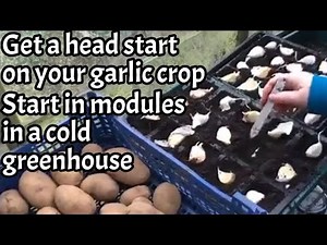 Planting Garlic: starting garlic in modules in a cold greenhouse