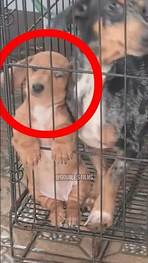 Dog Locked Up for Being Too Cute 🐶😂 #shorts