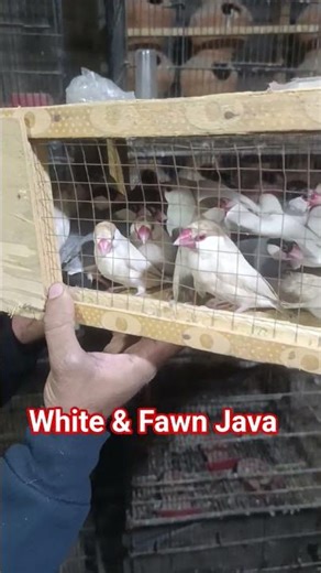 White and Fawn Java | New Entry of Birds #birds