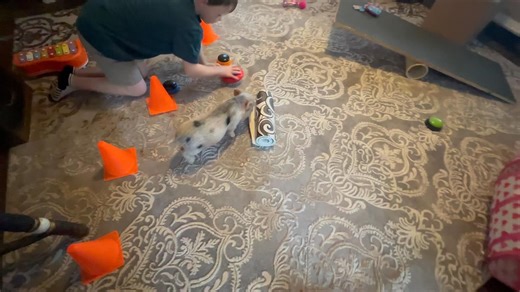 64 reactions | Trick training made easy! #minipig #minipigsofinstagram #minipigsofig #minipigaddiction #minipigtraining #minipigtricks | Charming Mini Pigs | Facebook