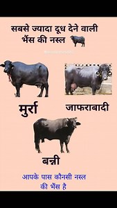 2.6K views | 1. *Animal Care*: Cow and buffalo care, cow feeding techniques, buffalo health care, cattle health tips. 2. *Farming Practices*: Sustainable dairy farming, buffalo farming tips, organic dairy farming, small-scale dairy farming. 3. *Farm Life*: Rural farm animals, farm life reels, modern dairy techniques, dairy farm equipment. 4. *Milk and Production*: Milk production process, buffalo milk benefits. #viral #trending #reels | Mansa Dairy Farm | Facebook