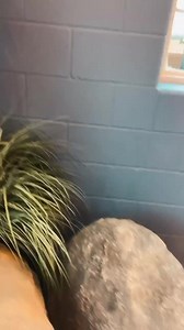 8.9K views · 291 reactions | Our Pool & Hot Tub Remodel is complete at the Blue Gate Garden Inn & Conference Center...come check it out for a winter get away! ❄️ book your stay now: https://www.bluegategardeninn.com/ | Blue Gate Restaurant & Theatre | Facebook