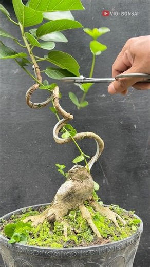 The Process of Making a Cool and Extraordinary Bonsai