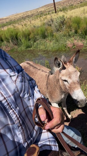 466K views · 17K reactions | #reels #donkey #horses | The Farm on Route 66 | Facebook