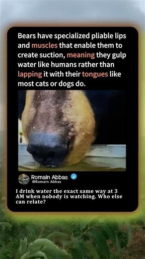 Why Bears Drink Water Just Like HUMANS! 🐻 #Nature #funny #Wildlife