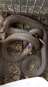 229K views · 1.9K reactions | Eastern Brown Snake envenomating its...