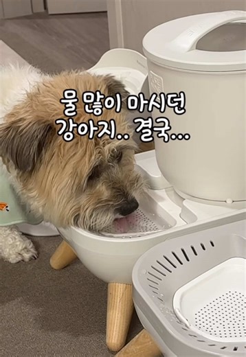 방광 슬러지 완치한 강아지 비법! 3년째 쓰는 중인 급수기에요! #오픈완료 강아지 노화를 늦출 수 있는 물이라길래 펫페어에서 구매한 후 음수량도 어마어마하게 늘고 실제로 은봉이 방광 슬러지도 사라지게 한 급수기랍니다! 실제로 주위에 추천했더니 다들 음수량이 엄청 늘었다고 너무 좋다고 해주신 급수기예요🥹🔥 특히 사료를 먹는다면 강아지 몸은 더 빠르게 산성화된대요! 노화를 늦추기위한 알칼리수 급수기 공구 오픈합니다! 전기❌, 필터❌ 알칼리볼로 만들어진 특수 물통으로 어떤 물이든 알칼리성으로 바꿔주는 급수기 급수기와 함께 ⭐올세라믹 테이블식기 출시⭐를 맞이해 역대급 이벤트로 가져오게 되었습니다🎁 📅 1/29~2/4 (7일간) 📌구매방법 : 춘봉브로 프로필링크 클릭 강아지, 고양이 모두가능! 소/중형견부터 대형견용까지 모두 준비 했어요! 🙋‍♀️주위 강아지 고양이 모두 일반 물 먹고 잘 살던데요? 👉일반 물을 마시면 일찍 죽는다❌ 사람용 알칼리수 정수기가 있답니다! 항산화에 도