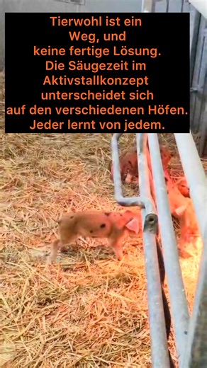 1.2K views · 864 reactions | Mehr Tierwohl ist keine fertige Lösung, sondern ein Weg. Auf www.Aktivstall-fuer-Schweine.de seht ihr unsere Aktivstallkriterien, die jährlich angepasst werden. Uns ist die Sau sehr wichtig, währen die meisten Programme erst in der Mast anfangen. @hier mal Einblicke in den Säugebereich. | Aktivstall für Schweine | Facebook