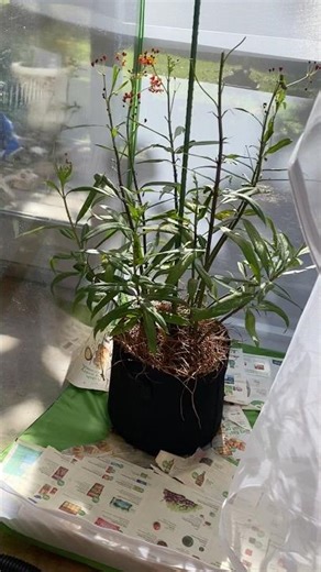 Caterpillar poop b gone‪@MyGardenDonkey‬