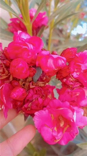 oleander flowers kaner plant #viralshort #viralvideos #gardeningideas 😍☺️