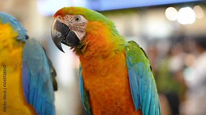 Shamrock macaw hybrid military with scarlet macaw free flying parrot.