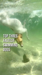 1.3K views · 12 reactions | Top three fastest swimming dogs. #dogswim #dog #dogswimming #dogs #dogsofinstagram #dogpool #swimdog #swimmingdog #dogswimmingpool #doglife #dogstagram #swimmingdogs #doghydrotherapy #doglovers #caninehydrotherapy #swimmingpool #swimmingpoolfordogs #dogpoolteesside #swimpaws #doglover #hydropool #swimming #dogoftheday #doggo #waterdog #instadog #k #dogphotography #swim #dogsswimming | Jonathan Cox | Facebook