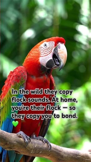 The Truth Behind Parrots Mimicking Humans! #BirdFacts