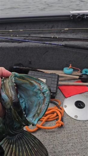 Scary dental work! Lingcod, Coos Bay Oregon. | Basin Tackle Online