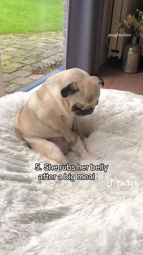This Pug's Adorable Potato Body Will Melt Your Heart!