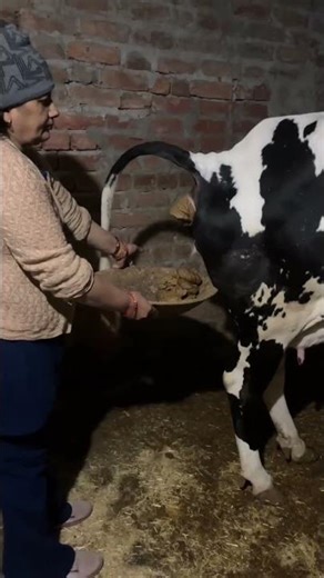 Sipahi tyaar #cow #youtubeshorts