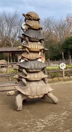 This turtle tower walked all the way across! 🐢🐕