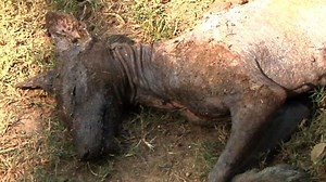 Hunter claims to have killed a chupacabra | CNN