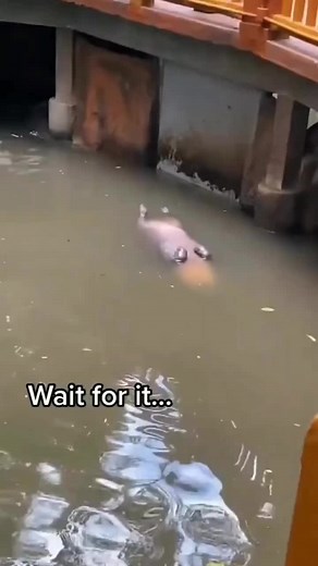 I was so scared 😨😂 What is your reaction to this? 📸: shangerdanger /Tiktok . . . . . . . . #babyhippo #hippopotamus #hippos #discoverocean #seacreature #seaanimals #oceanworld #oceanography #scubaworld #oceanvideo #awesomeearthmovers #crashingwaves #deepseacreatures #oceandiving #naturalhabitatadventures #oceanholiclife #saveourocean #sealifepark #sealifecentre #discover_earth