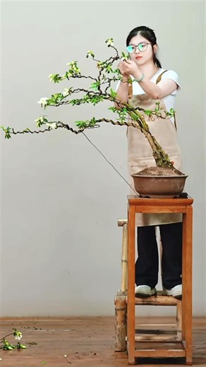 Shape the flower plant into a super beautiful form. #bonsai #moutainlife #bonsaitree #garden #분재
