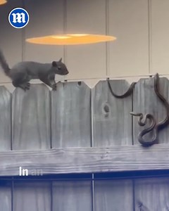 21K views · 97 reactions | Squirrel vs snake  | Daily Mail Video | Facebook