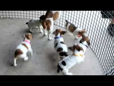Jack Russell Terrier Puppies For Sale