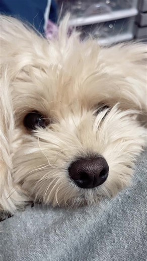 新年配信無事終了 見に来てくれた皆んな ありがとうございました 福袋喜んでもらえて嬉しいです☺️ 皆んなが元気で楽しくなってくれる事が私のエネルギーです。 本当に感謝です 明日も20時から福袋配信します。 ご新規さんも是非覗きにいらして下さい。 たまにワンコが乱入しますが💦 #天然石好きさんと繋がりたい #天然石福袋