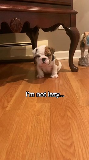96K views · 2.6K reactions | Alright fine..I’m a little lazy 來 #foryou #puppy #bulldog #dog #puppiesoftiktok #dogsofttiktok #dogtok #pup #puppylove | Stubby The Bulldog | Facebook