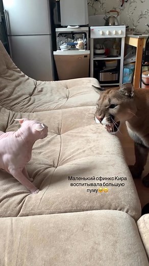 Kira, a little sphinx, raised a large puma 🥺 | i'm puma