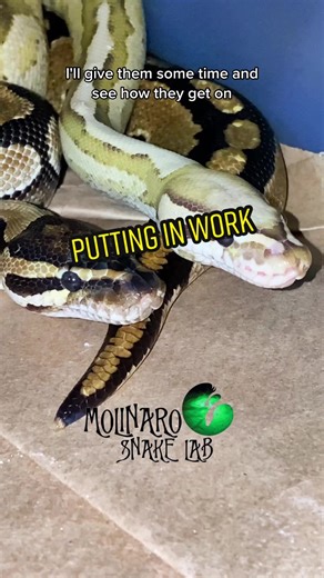 🐍 This is his first season breeding and he is doing great! He showed all the signes he was ready to start breeding so I turned him loose and he did not dissapoint! 🧪 #foryou #fyp #viral #snakes #ballpython #royalpython #python #sawa #christmas #Königspython #pyton #pyton #pitone #snakebreeding #snakebreeder #snaketok #witchtok #ballpythonbreeder #pythonbreeding #molinarosnakelab #yule #pets #petsnake #animals #educate #lifescience #animalbreeding #familiar #snakeleeper #snakekeeping #snakeeggs