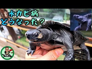 [Pond Turtle Skin Disease] What happened with the water mold disease?