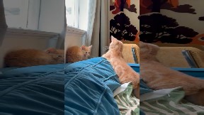 Typical brother behavior