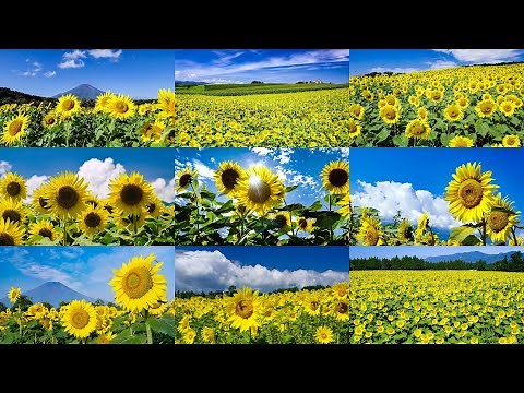 [4K] 日本のヒマワリ／ひまわり畑の絶景名所 The collection of spectacular views of sunflower fields in JAPAN