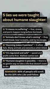 5 lies we were taught about humane slaughter: #slaughterhouse #Slaughter #humaneslaughter #cow #lifeadvice | Vegan Fields