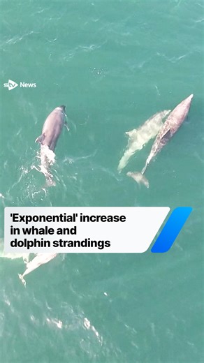 5.4K views · 34 reactions | Whale and dolphin strandings on Scottish...