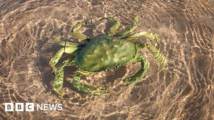 Bath professor explains why evolution creates imposter crabs
