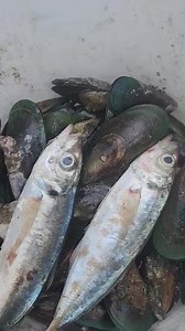 Rock Fishing Challenges and Solutions | Muddy Feet