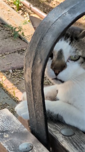 Милый няшный кот мультяшный Stray cat Смешные котики Funny cats Cute animals Nature Trend Meow Top 😹